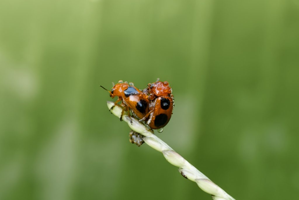 Lovely moments of red bugs