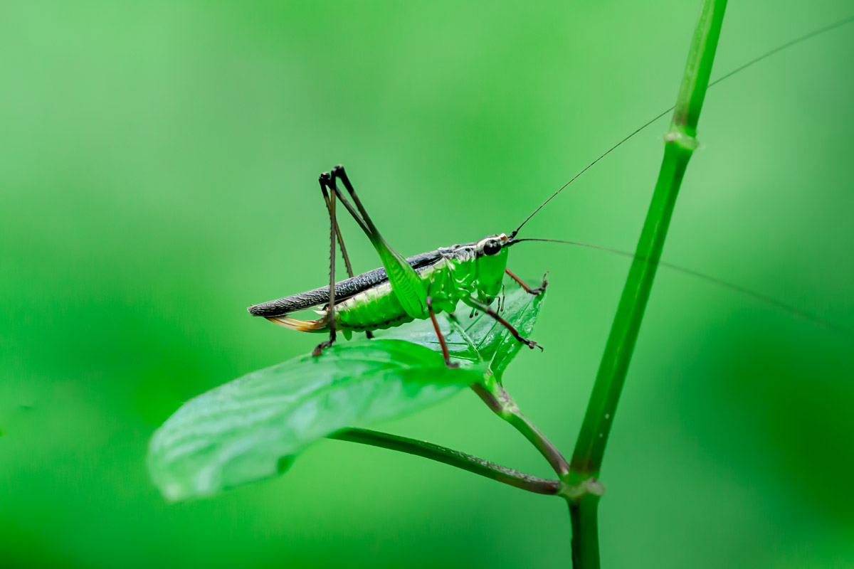 A grasshopper ready to jump
