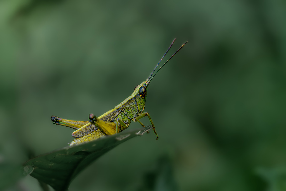 A photo of grasshopper