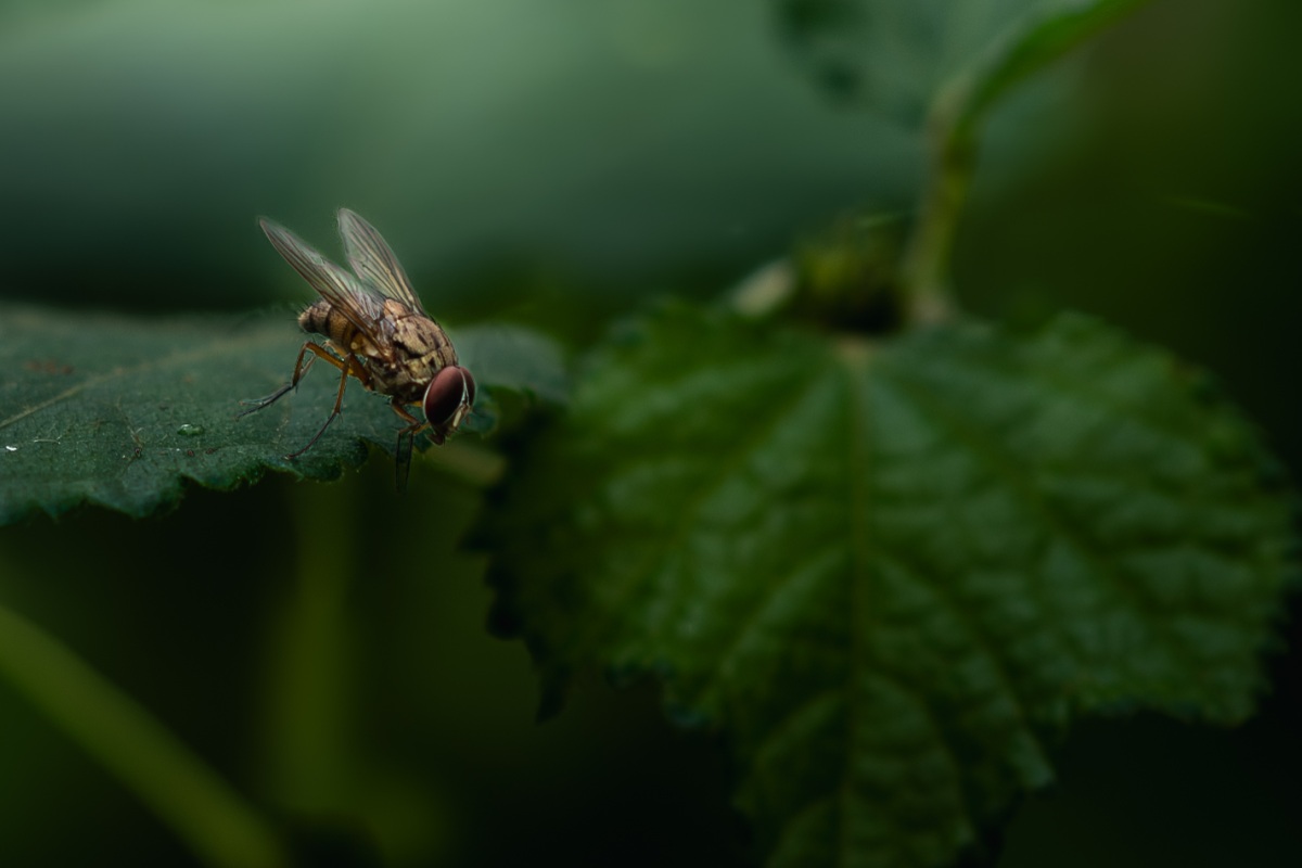 naturesrecyclers sitting on a leaf