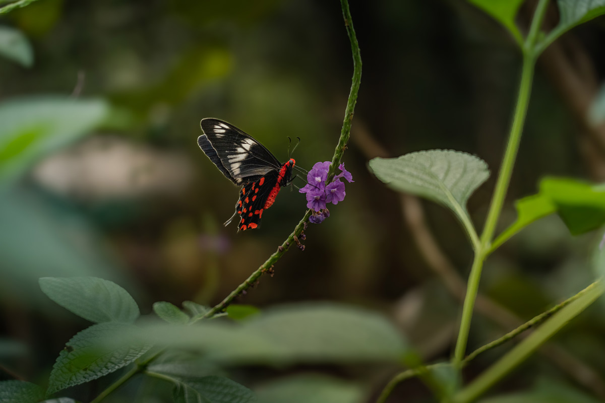 common rose butterfly collecting honey from flower