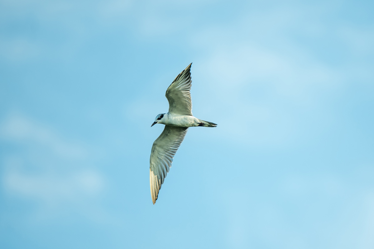 A birds flying in the sky