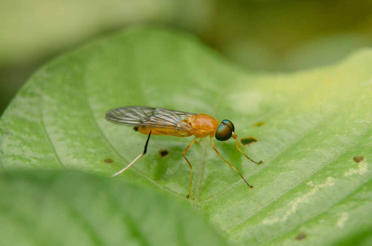 Soldier flies