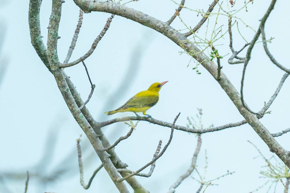 yellow bird singing on branch