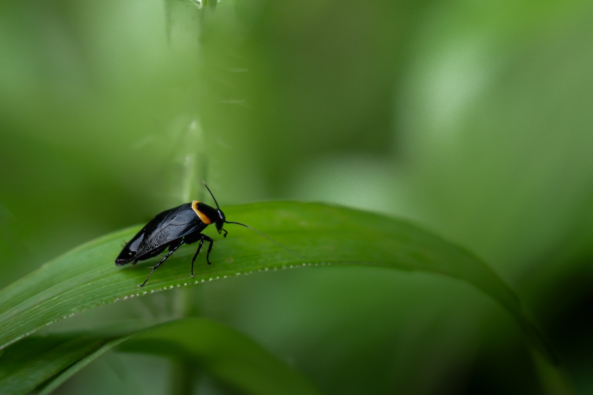 pallidsunroach sitting on a leaf