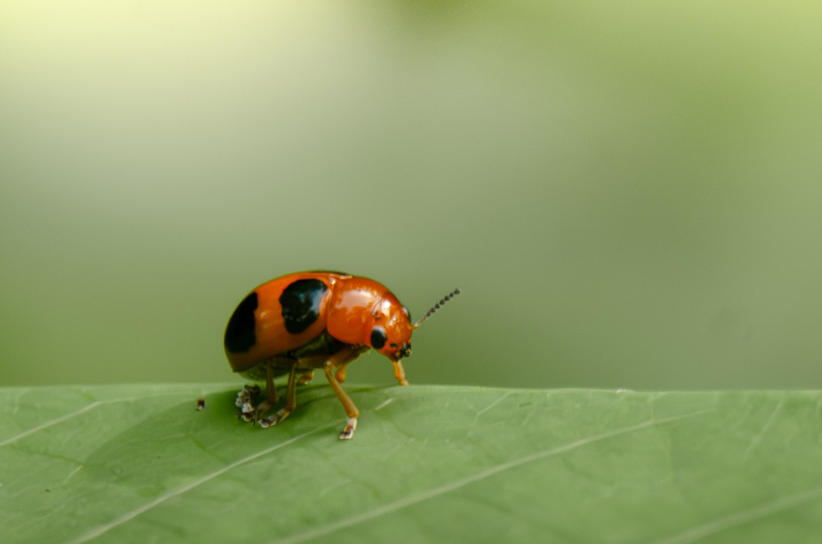 ladybug with black dots