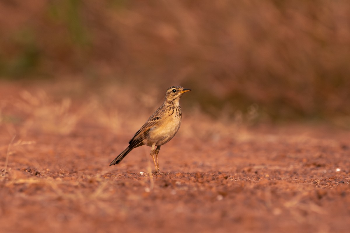 Pipit portrait on ground