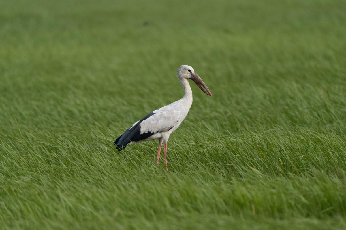 Kerala paddy fields birds