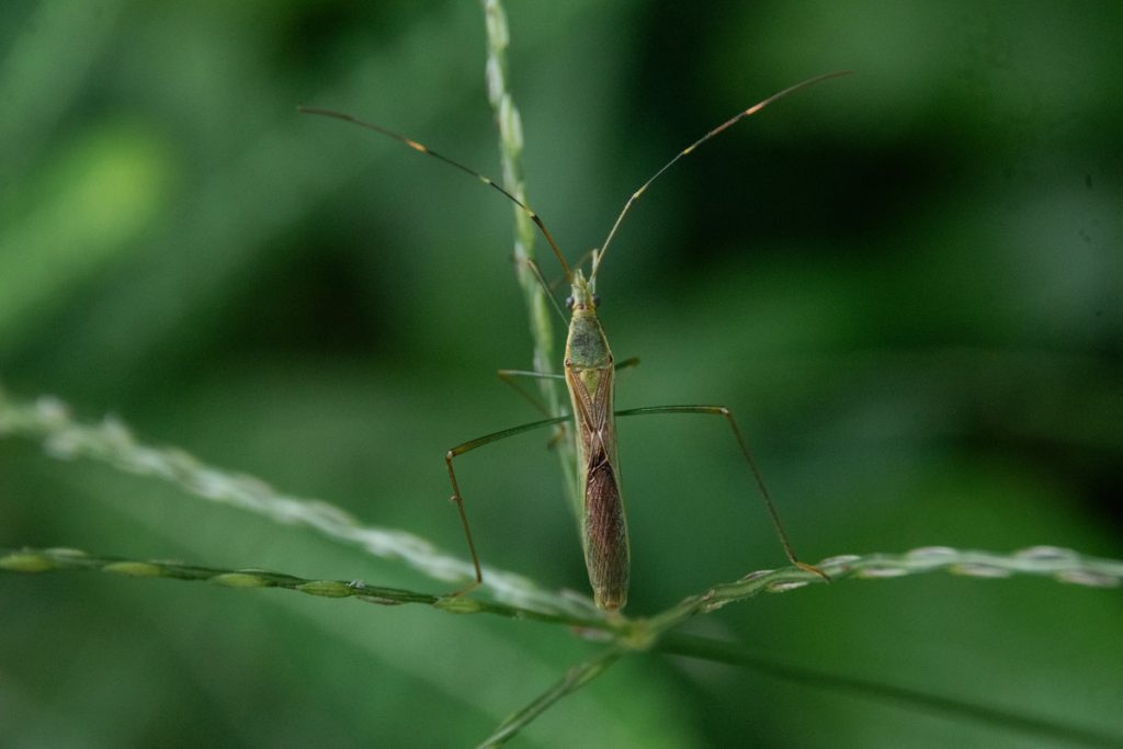 A Leptocorisa precision beauty perches on a grass stalk