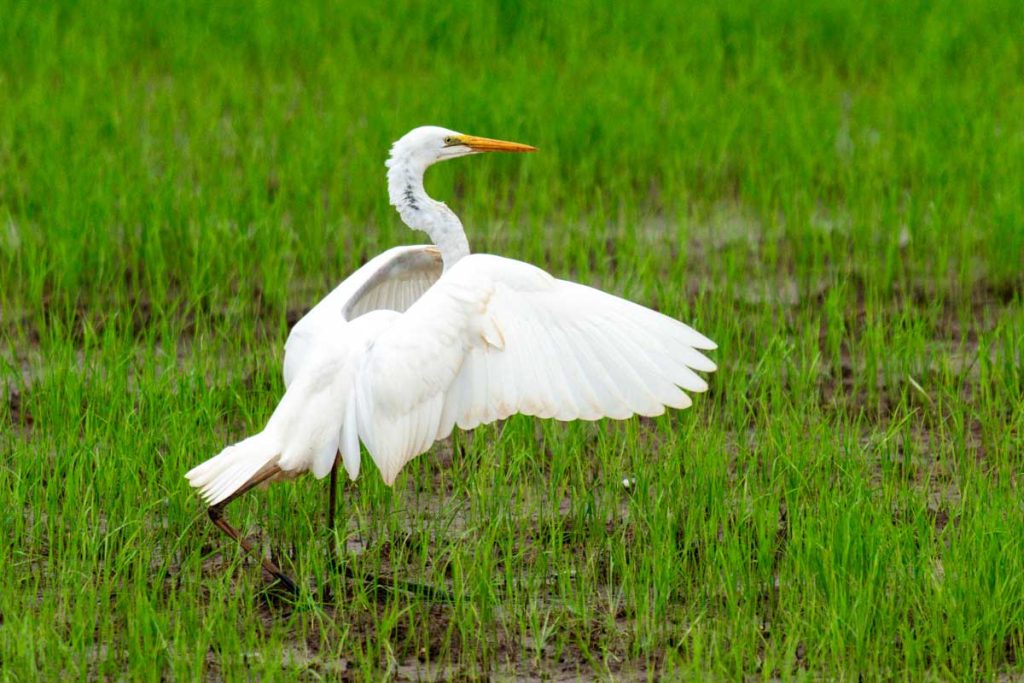 Great Egret embraces the marsh plain