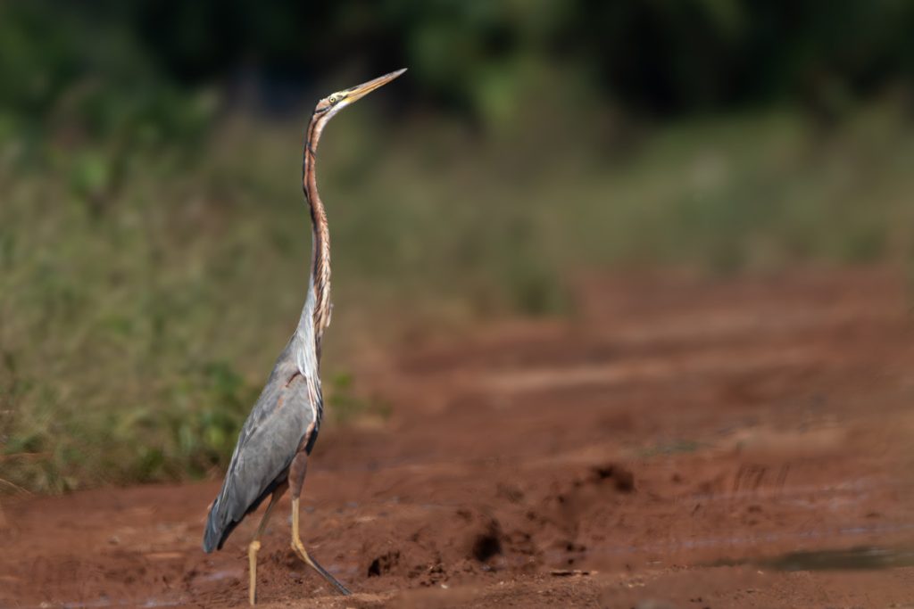 heron straight look