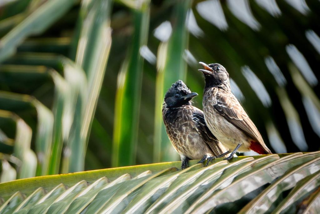 Red vented bulbuls