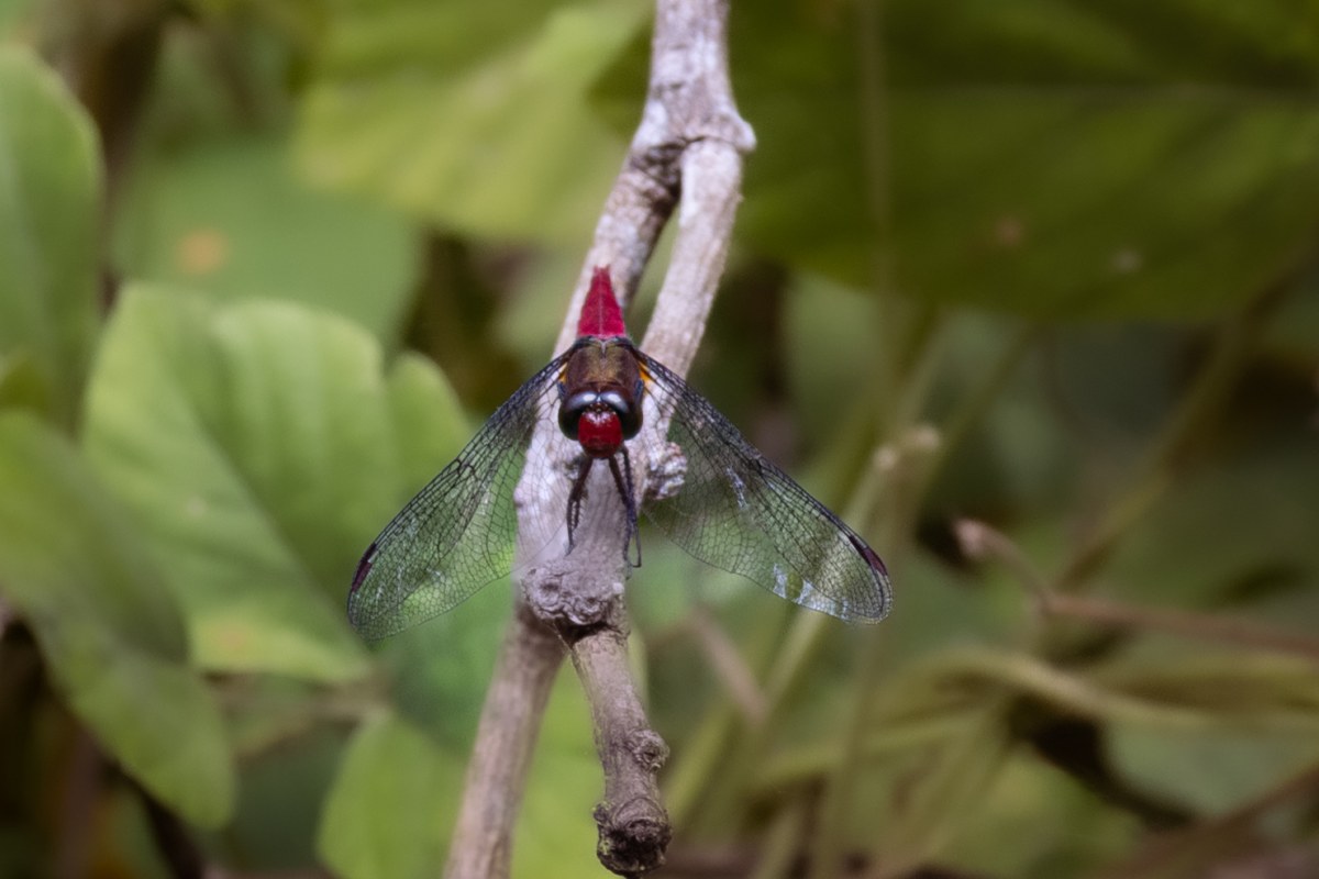 Red Dragonfly