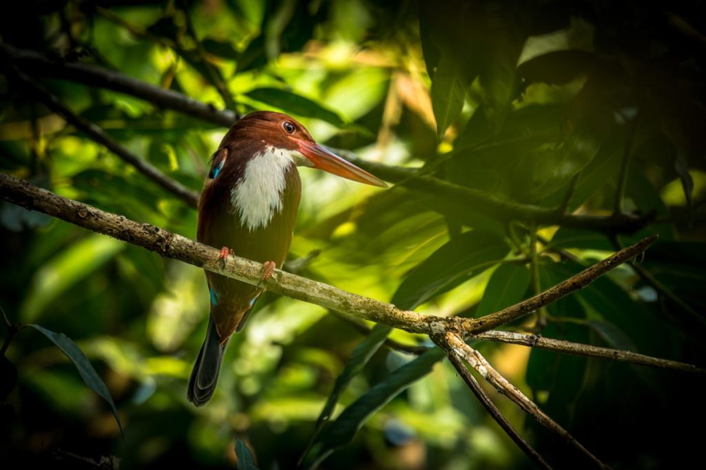 White-bellied kingfisher in branches