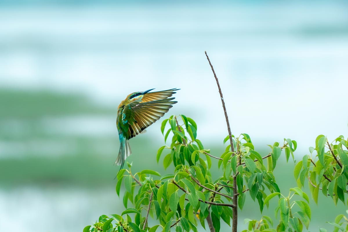 a bird flying towards twig