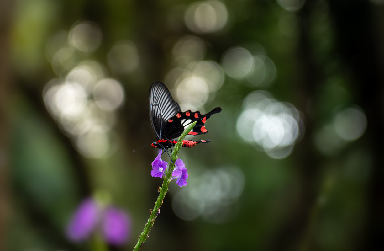 common rose butterfly sitting on a flower