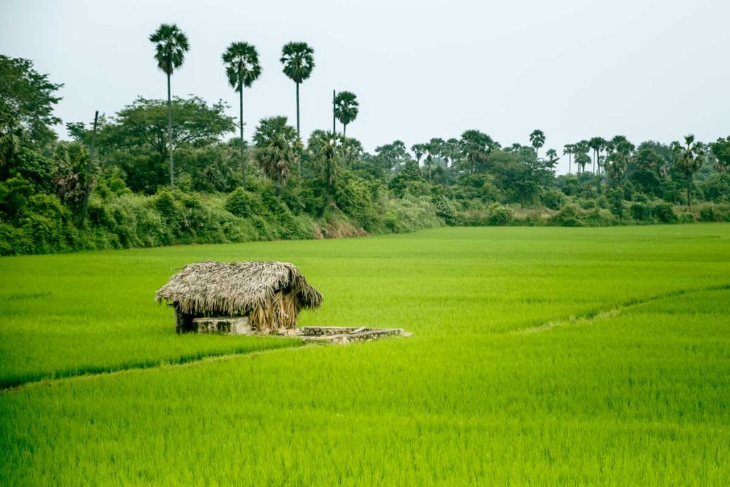 Rustic hut hidden in a vast field