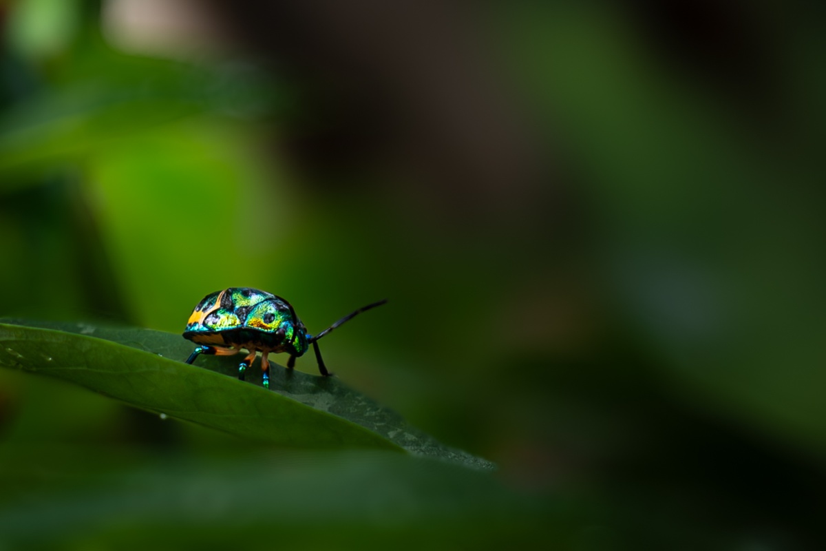 scuttelleridae sitting on a leaf