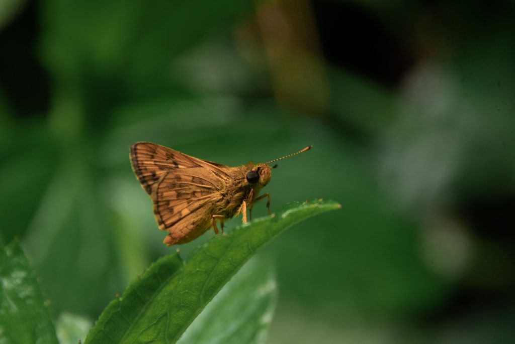 Serenepotanthussitting on a edge of the leaf