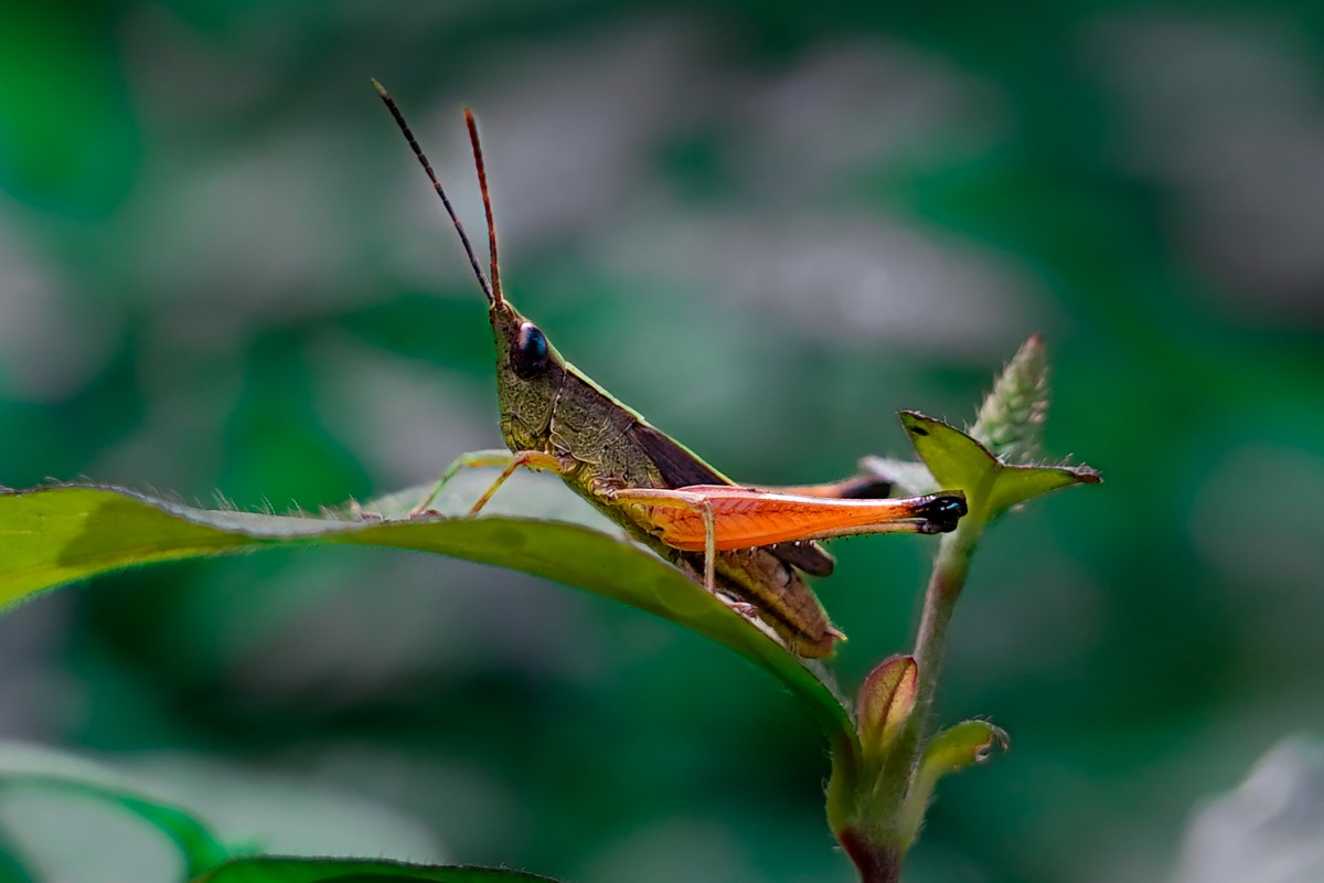 short horned grasshopper sitting