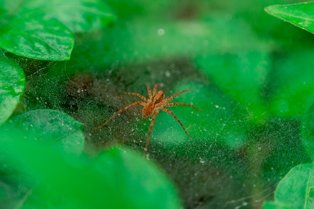 A spider with green background