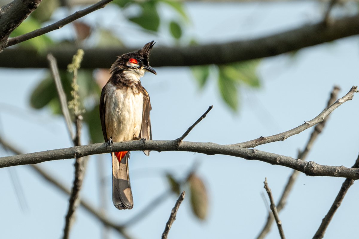 red-whiskered bulbul sitting on a branch