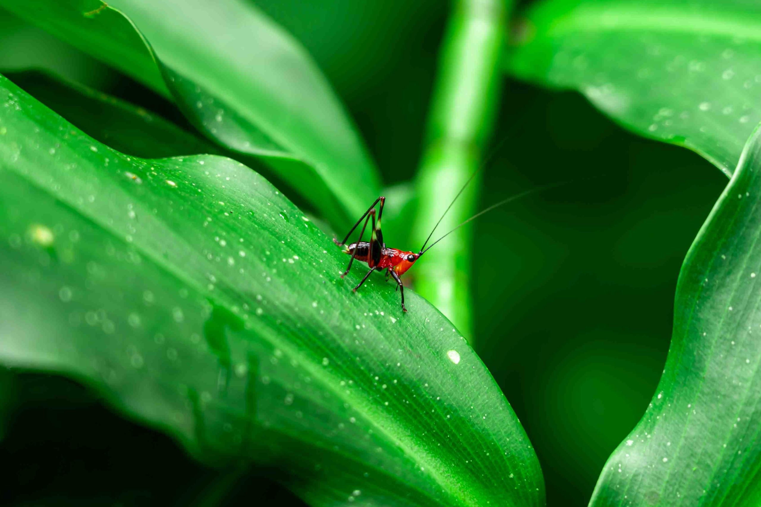 A insect going jump to another leaf