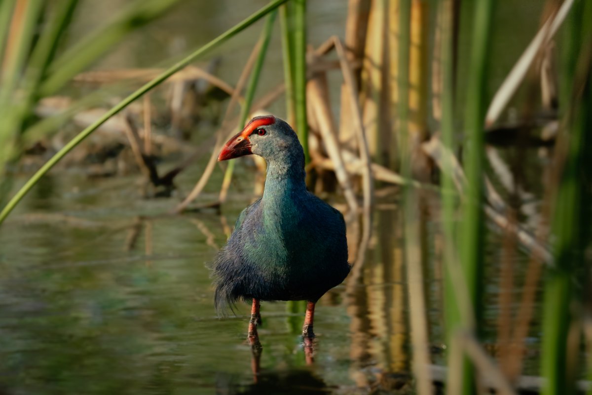 Sunlit swamphen standing on the field