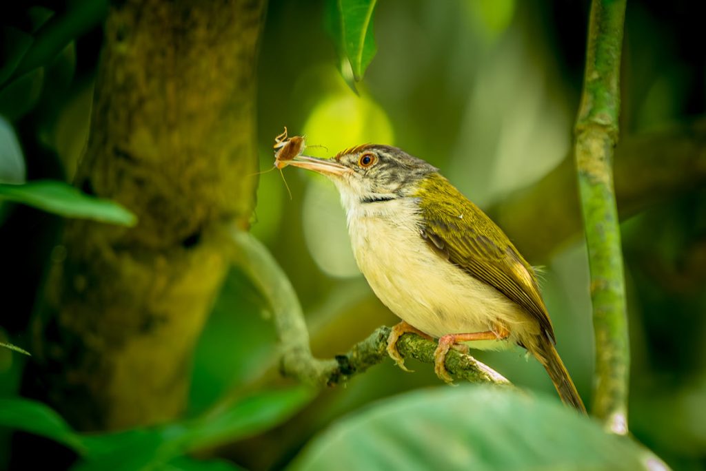 Tailorbird between the leaves