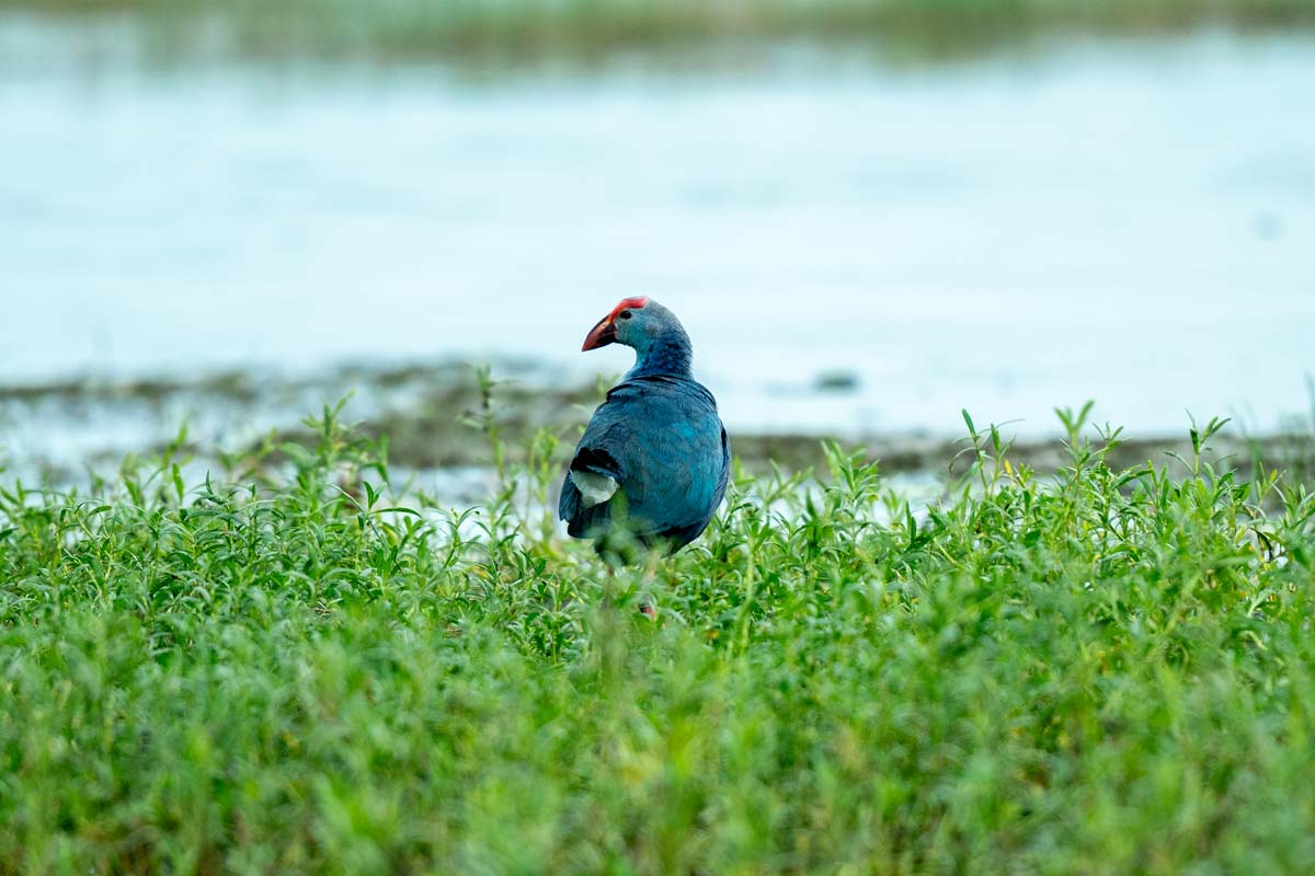 blue bird standing alone in the field