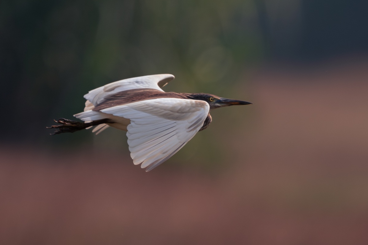 Takeoff of a bird
