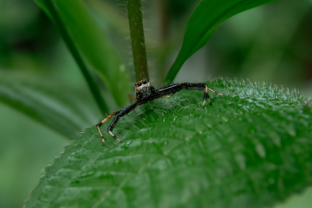 Telamoniamasinloc spider starring at the camera