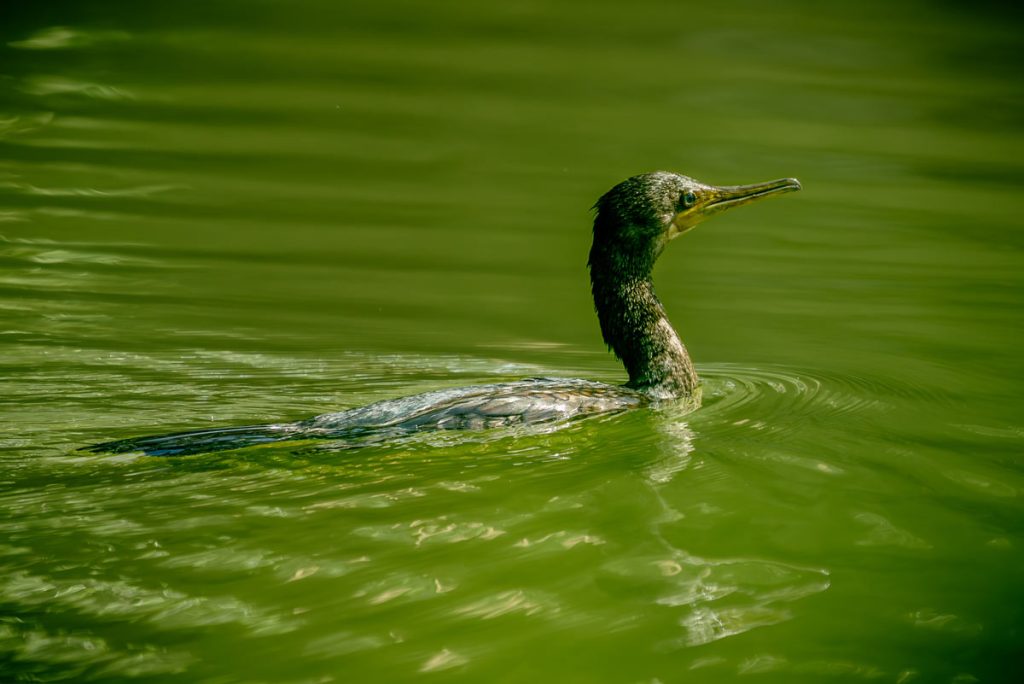 Swim of Black Cormorant's