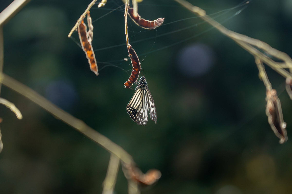 tigerwing butterfly hanging on a seedpod