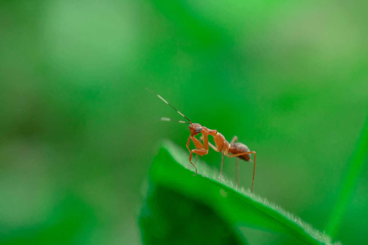 A ant looking on the camera