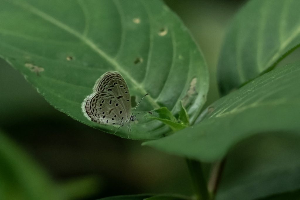 Tiny grass blue