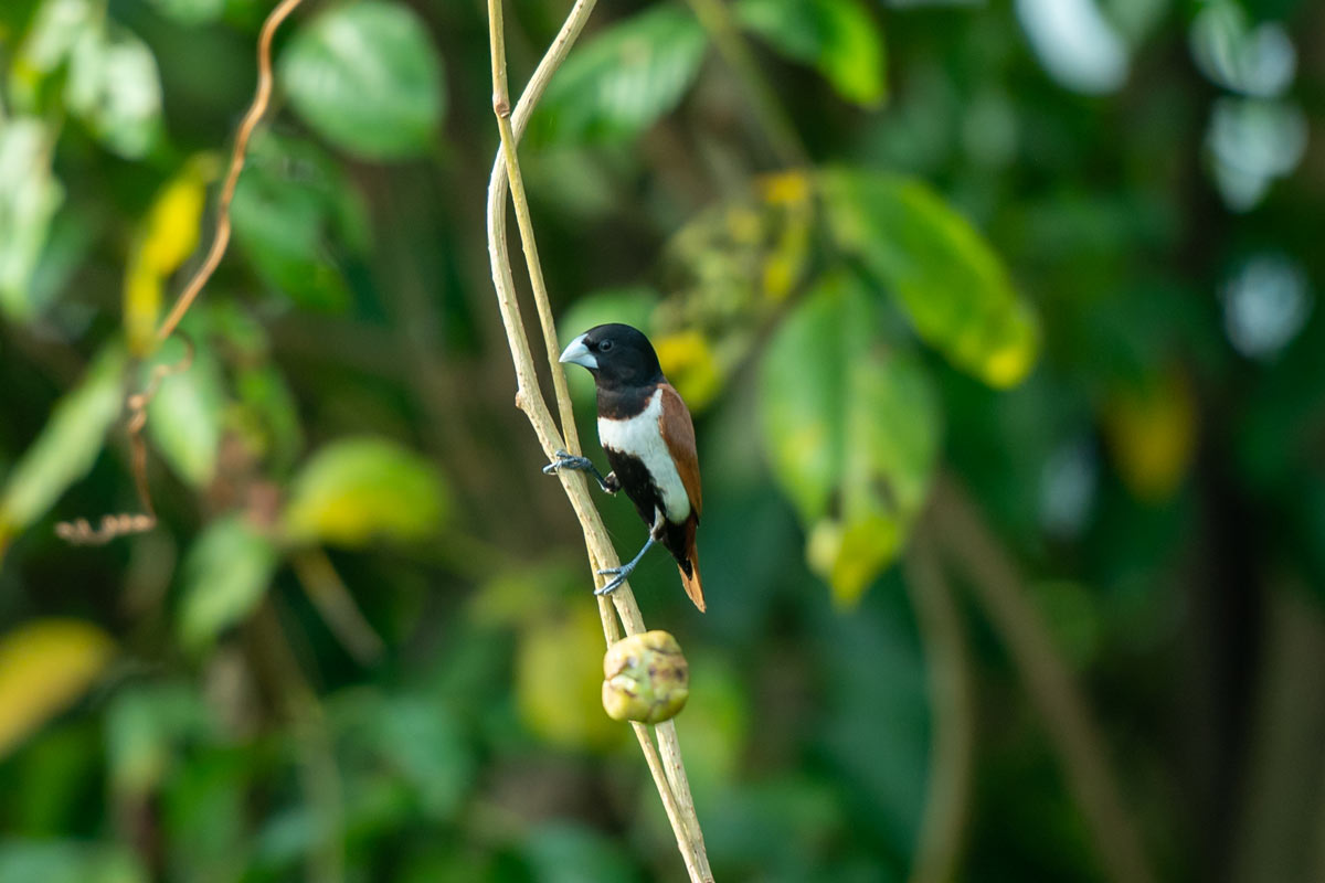 tricoloured munia swinging