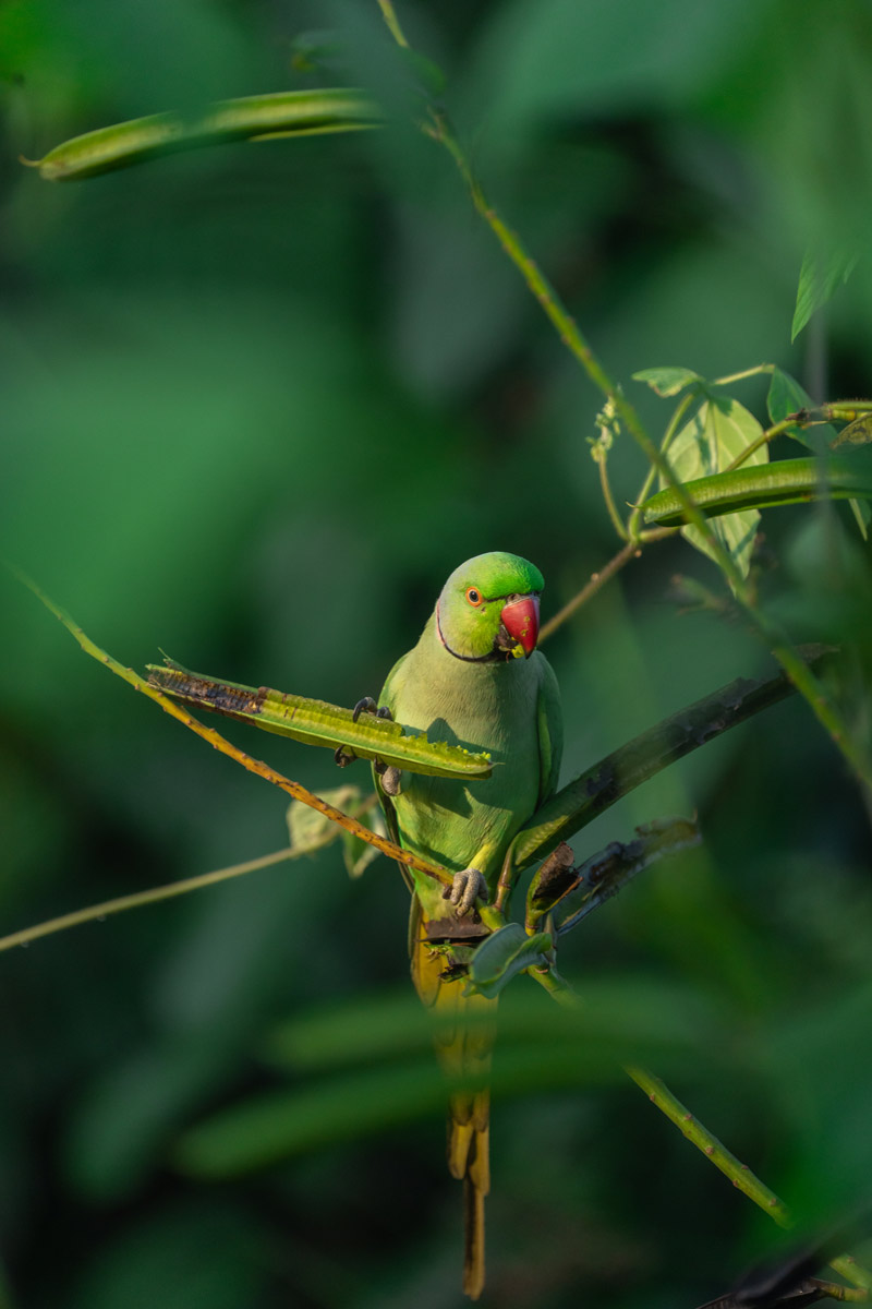 A parakeet eating the breakfast.