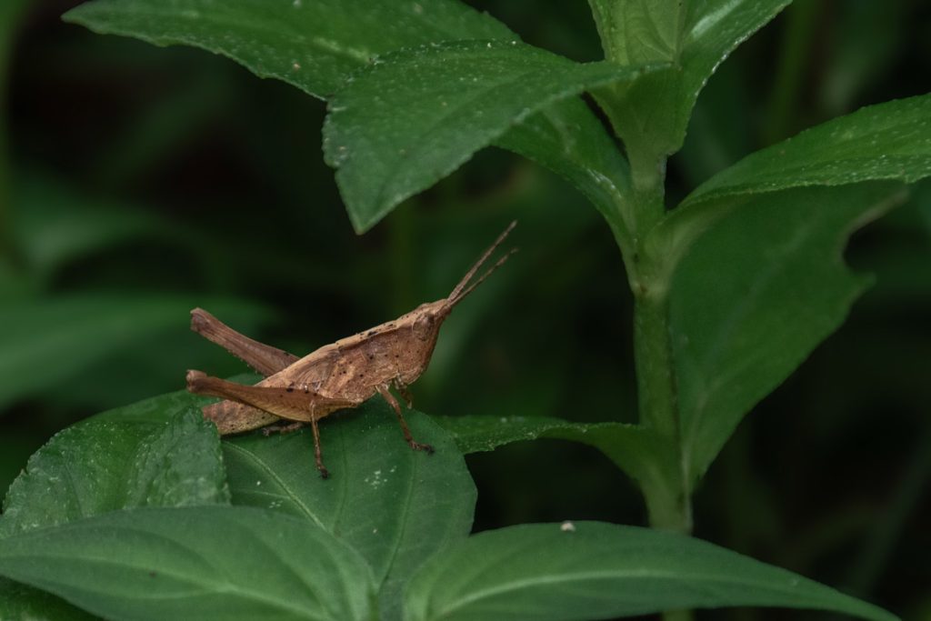 Verdant acrobat sitting on a leaf