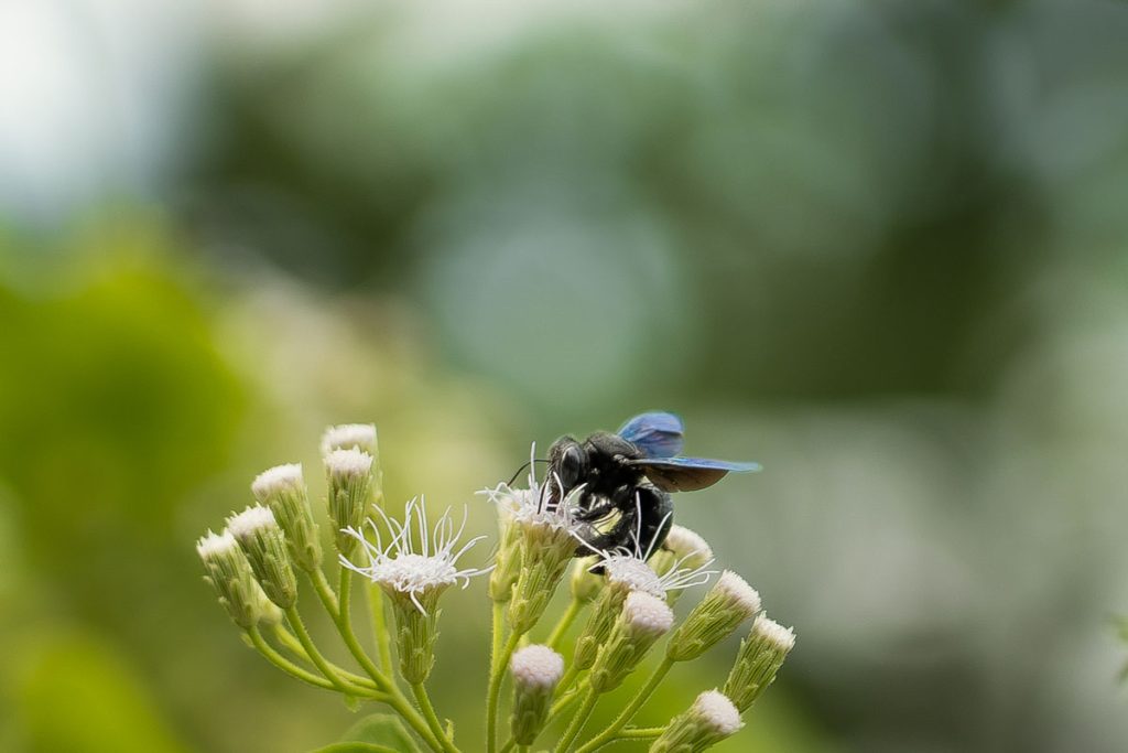 Violet carpenter bee