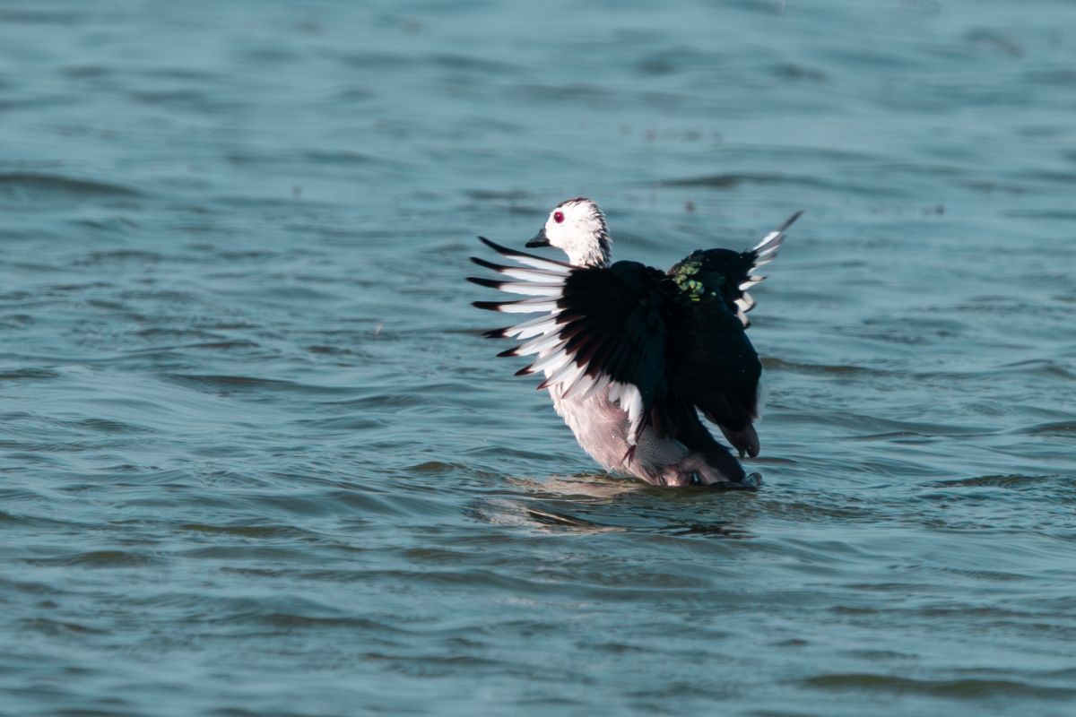 Water wade a rising bird