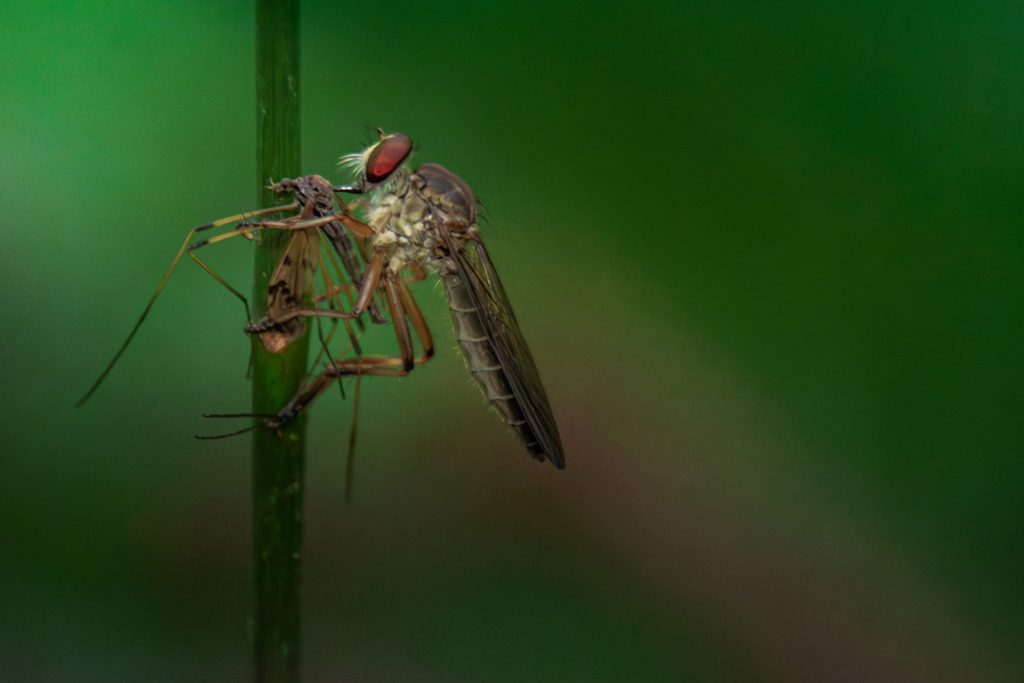 Wild stalker holding its pray