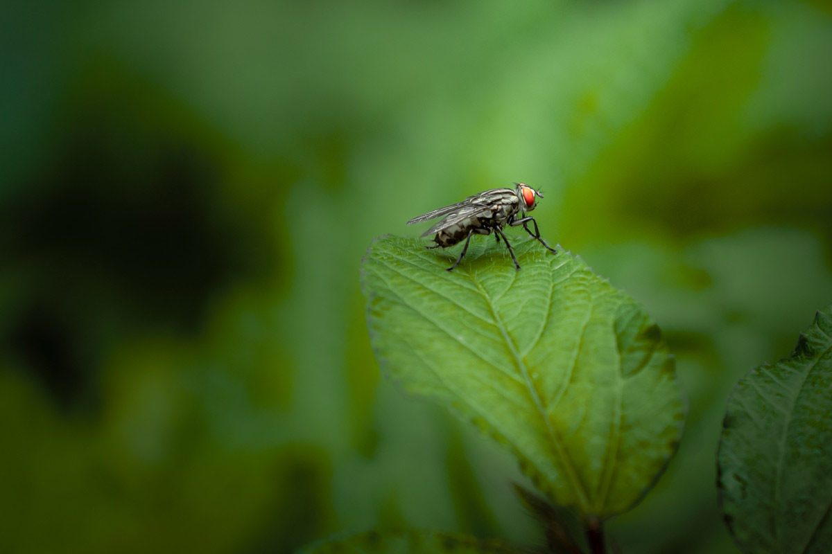 housefly resting on a leave