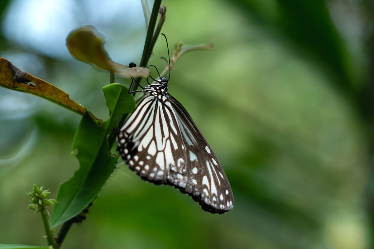 wings of azure