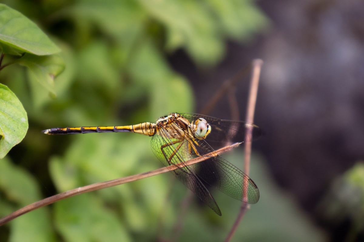 yellow Dragonfly