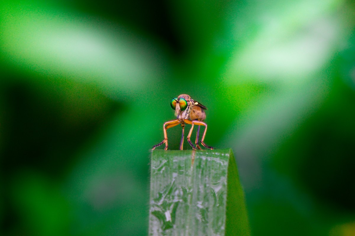 An image of a robber flies.