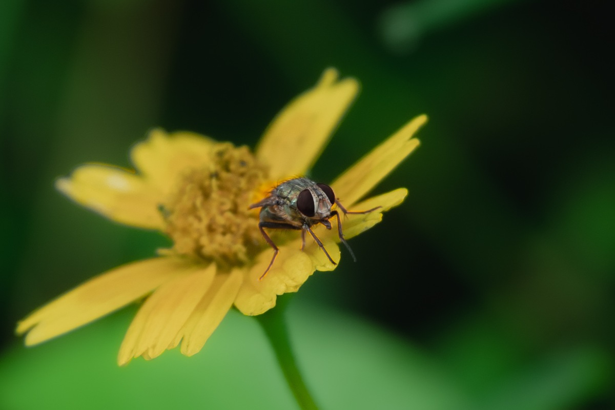 Image of a fly.