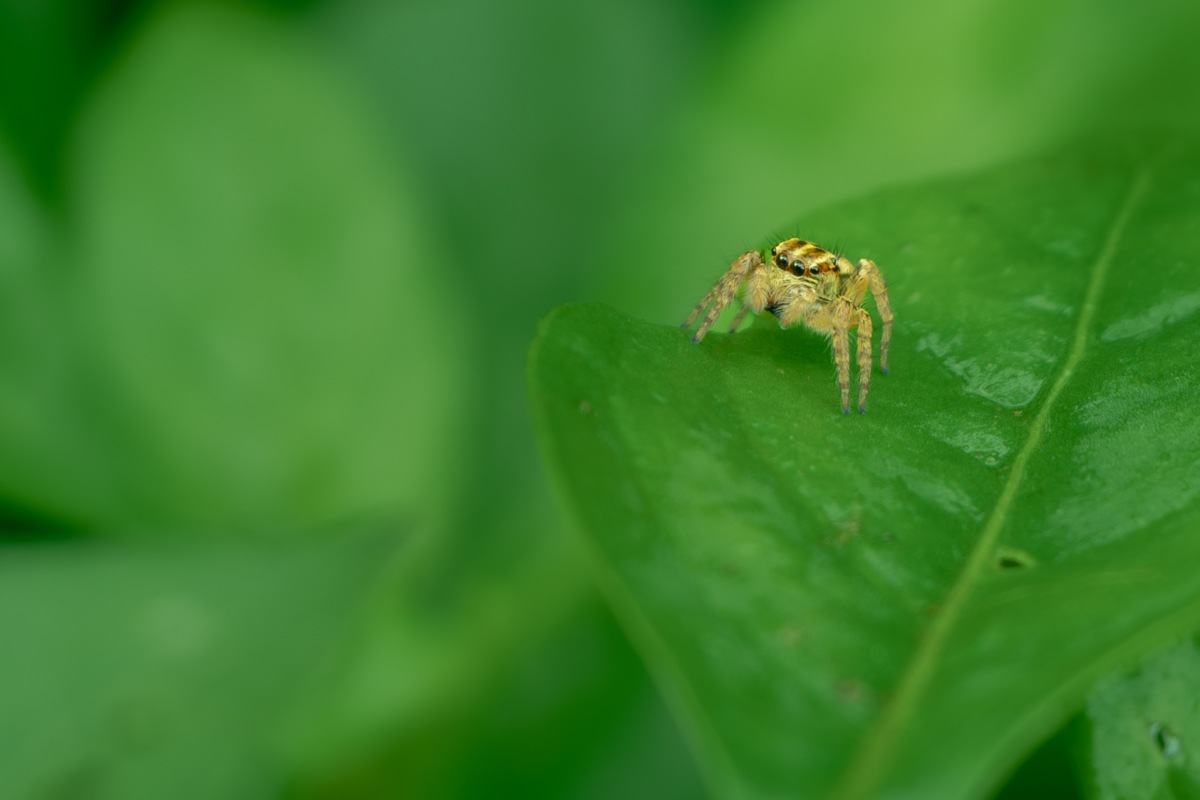 Image of a spider.