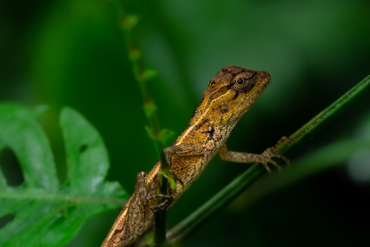 Image of a lizard.