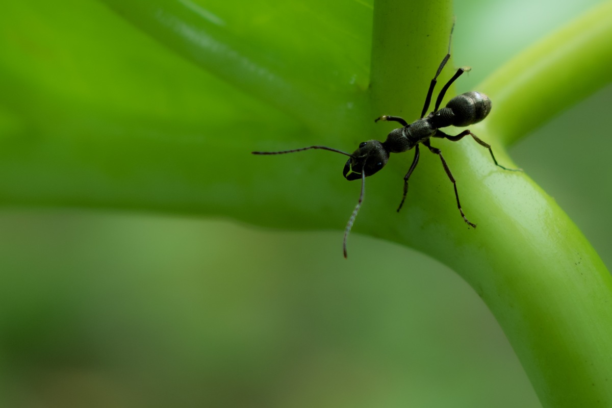 Image of an ant.